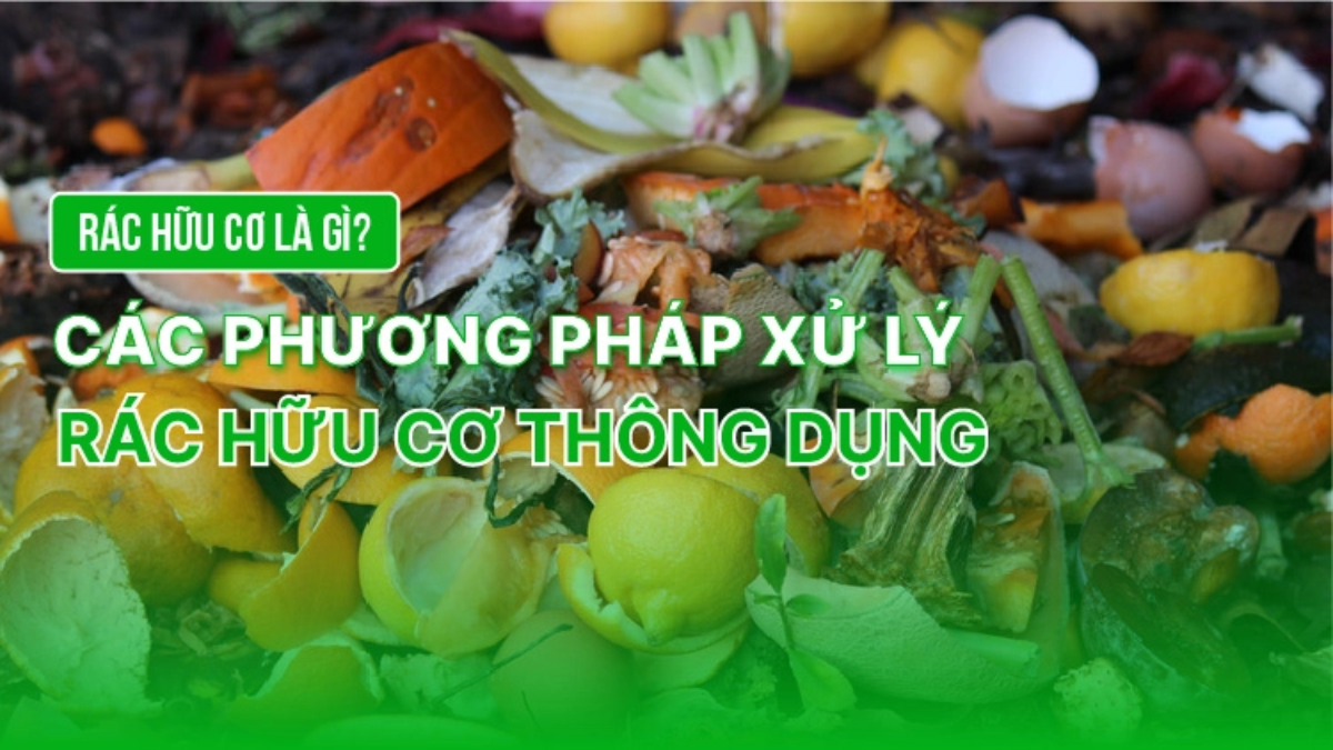 Rác hữu cơ là gì? Các phương pháp xử lý rác hữu cơ thông dụng